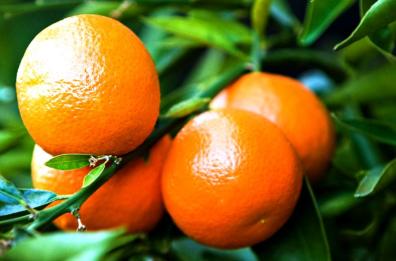Le Clementine del Golfo di Taranto Igp vanno in «mostra» a Berlino
