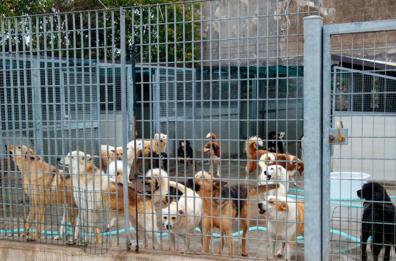 Canile comunale di Fasano, assolti dirigenti e gestore 