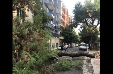 Lecce, per i pini a rischio caduta da fine mese scatta il piano