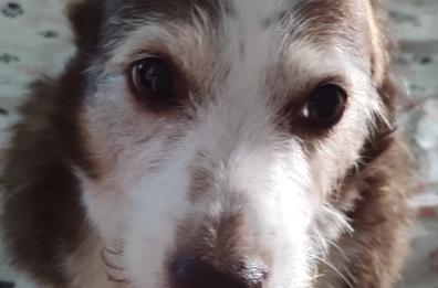 La falsa gravidanza delle nostre cagnoline