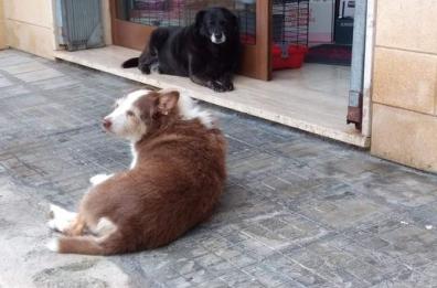 Salice Salentino, caccia al pirata della strada che ha ucciso Fucazza: era il cane del paese