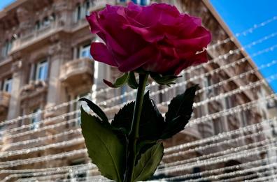 Mille rose in Puglia e Basilicata per celebrare l'amore a San Valentino