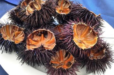 Altri due anni senza ricci pugliesi. La Consulta: legittimo lo stop alla pesca