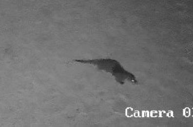 Una lontra avvistata nell'oasi Laguna del Re a Manfredonia: «Evento rarissimo»