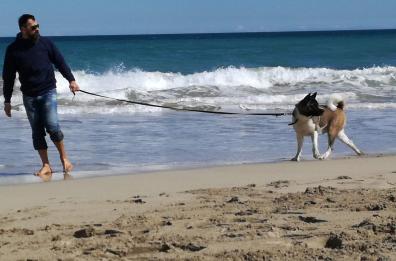 Un cane o un orsetto?