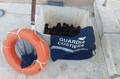 Torre Saracena, furbetto tenta di pescare 220 ricci all'alba, Guardia Costiera lo scopre e lo multa