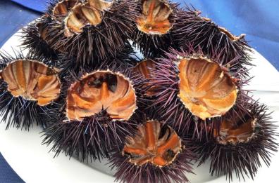 Pesca illegale di ricci, due sanzioni a Mandredonia