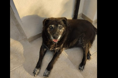 Pronto il canile di Locorotondo: dedicato a Nerina, la cagnolina del paese 