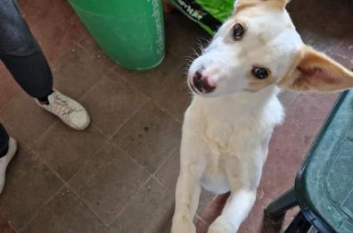 Bitetto, ladri rubano mangime dal rifugio per cani: «I cuccioli sono senza cibo»