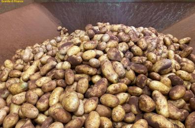 Gallipoli, sequestro di 33mila kg di patate «taroccate»: spacciate per salentine, arrivavano dalla Francia