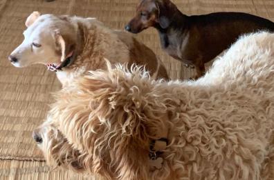 Napoleone e Biancaneve, la favola di due cani in mezzo ai trulli