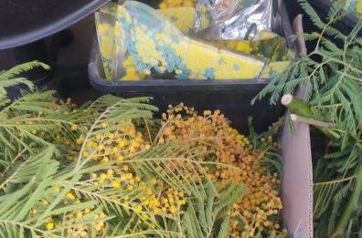 Foggia, caccia ai venditori abusivi per la Festa della Donna: sequestrati 18kg di mimose