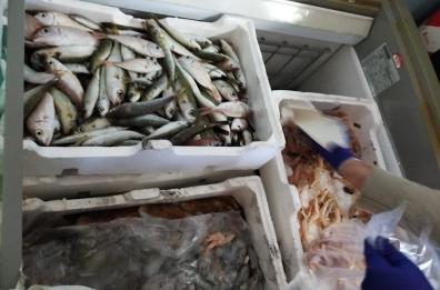 Bari, sequestrati 13 quintali di prodotti ittici da Guardia Costiera e GdF: donati in beneficenza