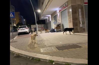 Allarme cani randagi a Barletta. I residenti: abbiamo paura a rientrare a casa