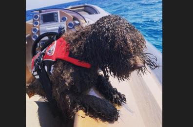 Puny il guaritore: la storia di un boat designer di Otranto e del suo barboncino toy