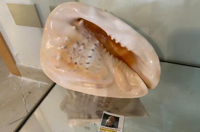 Nardò, apre il Museo delle Conchiglie: migliaia di esemplari anche rarissimi