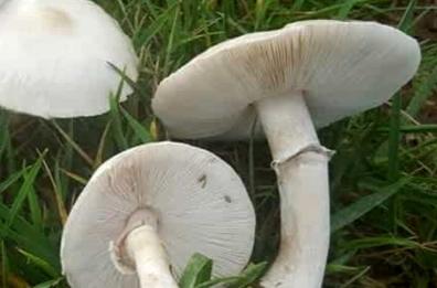 Raccoglie funghi velenosi scambiandoli per prataioli nel Foggiano: salvato per caso da un micologo 