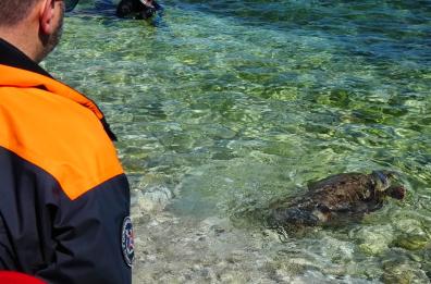 Molfetta: liberate in mare due tartarughe in occasione della Settimana Blu
