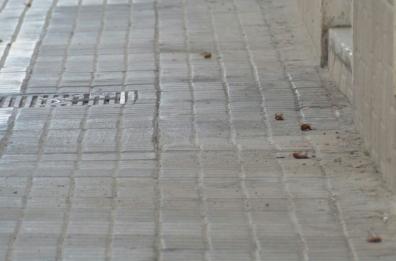 A Brindisi emergenza blatte e topi: «Interventi in ritardo»