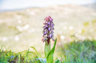 Orchidays, a Mattinata arriva il festival delle orchidee spontanee