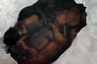 Manfredonia, cuccioli di cane abbandonati come rifiuti in un sacco: salvati dagli operatori ecologici