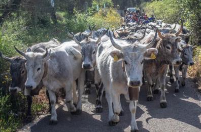 Carpino, torna la festa della transumanza nella masseria didattica Facenna