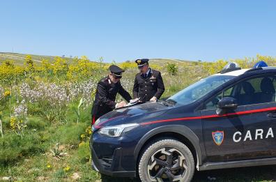 «Truffa dei pascoli» per ottenere fondi Ue: tre indagati nel Nordbarese, sequestro da 400mila euro