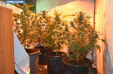 L'ex officina trasformata in serra per coltivare marijuana: un arresto a Ginosa