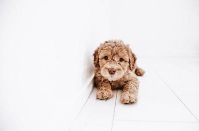 Il sogno di Laura: girare il mondo con la sua cagnolina Aruba