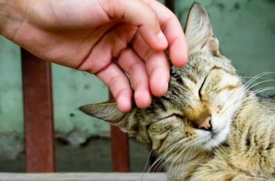 Diritti degli animali, un’Italia «pet friendly» fa bene agli uomini