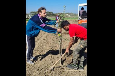 San Pancrazio Salentino, un liquorificio londinese dona 180 alberi di olivo