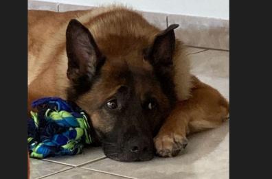 «Prendere un cane? Non pensarci troppo, fallo e basta»