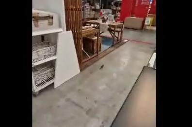 Bari, un uccellino svolazza dentro l'Ikea: «È qui per arredare il nido?»