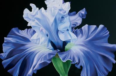 Bari, arriva Flowers: dal 4 maggio in mostra alla galleria SanGiorgio