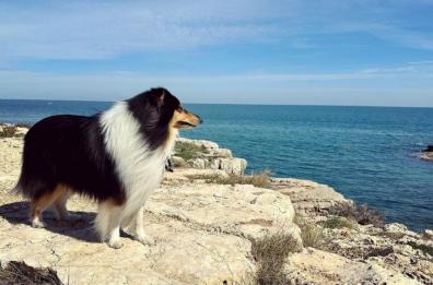 Da Fasano il «nuovo Lassie»: Aris, un cane che pensa a tutto