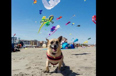 A Margherita di Savoia oltre 50mila col naso all’insù per il Festival degli aquiloni