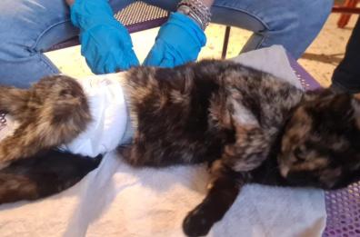 Una fiaccolata contro la violenza sugli animali: venerdì al rione Lucania di Potenza