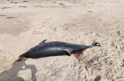 Metaponto, carcassa di delfino si spiaggia vicino il fiume Bradano