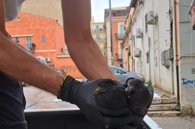 Foggia, due piccoli colombi cadono dal nido: salvati dalla polizia