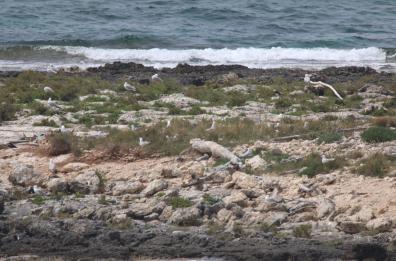 Legambiente, il gabbiano corso mette su casa: una colonia ha nidificato nell'area Protetta di Porto Cesareo