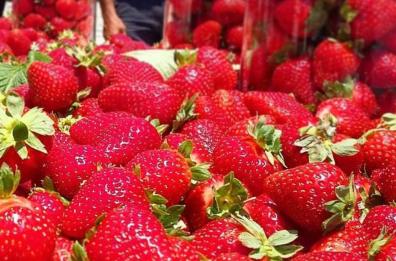 La coltura della fragola sbarca sui canali digitali dell’Agenzia lucana di sviluppo e innovazione