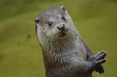 La lontra, la regina dei fiumi, torna in Puglia e in Basilicata
