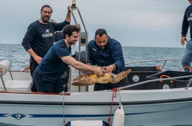 Salvate e curate, 4 tartarughe Caretta Caretta liberate a Castro