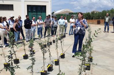 Ulivi, a Gagliano del Capo il polo nazionale con le varietà resistenti alla Xylella