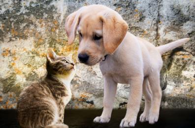 Matera avrà un cimitero per gli animali di affezione