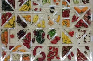 Dalla Puglia un libro sulle «pillole» di agro biodiversità degli ortaggi da frutto