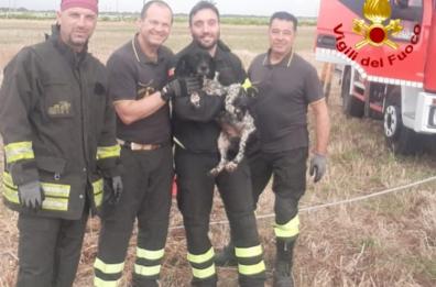 Mesagne, cagnolino precipita in un pozzo profondo 7 metri: salvato dai Vigili del Fuoco