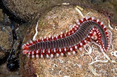 Anche i mari di Puglia invasi dal vermocane, dannosi per pesca e ecosistema