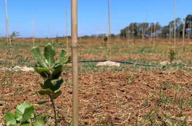 Torre Guaceto, piantati 9mila nuovi alberi per la riforestazione: nascerà un bosco