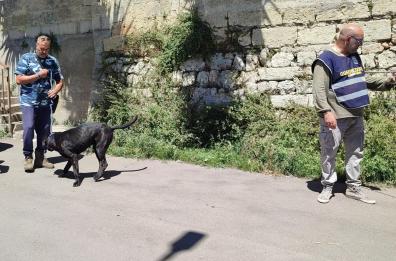 Alessano, anziana di 97 anni aggredita dal cane di famiglia: è in fin di vita